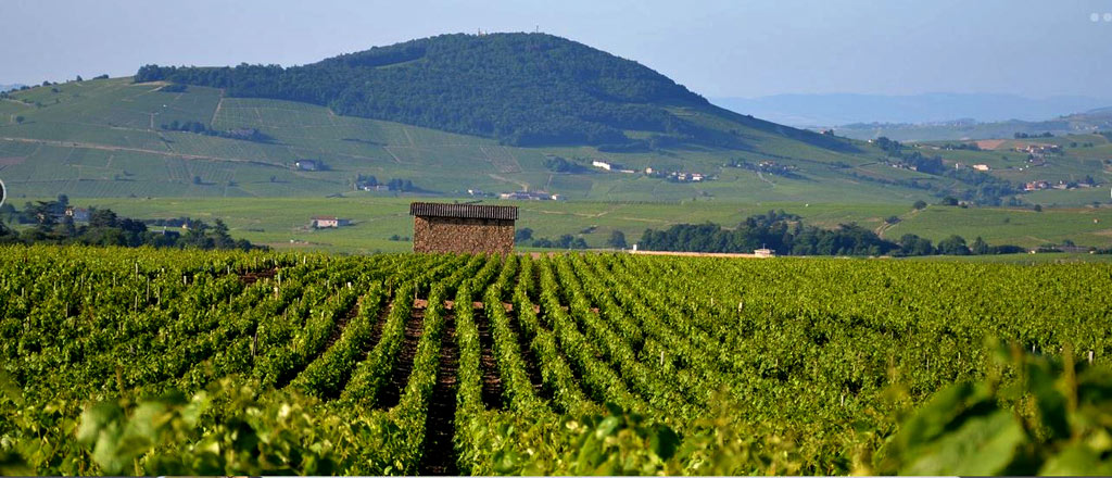 Beaujolais - Wein vom Granit