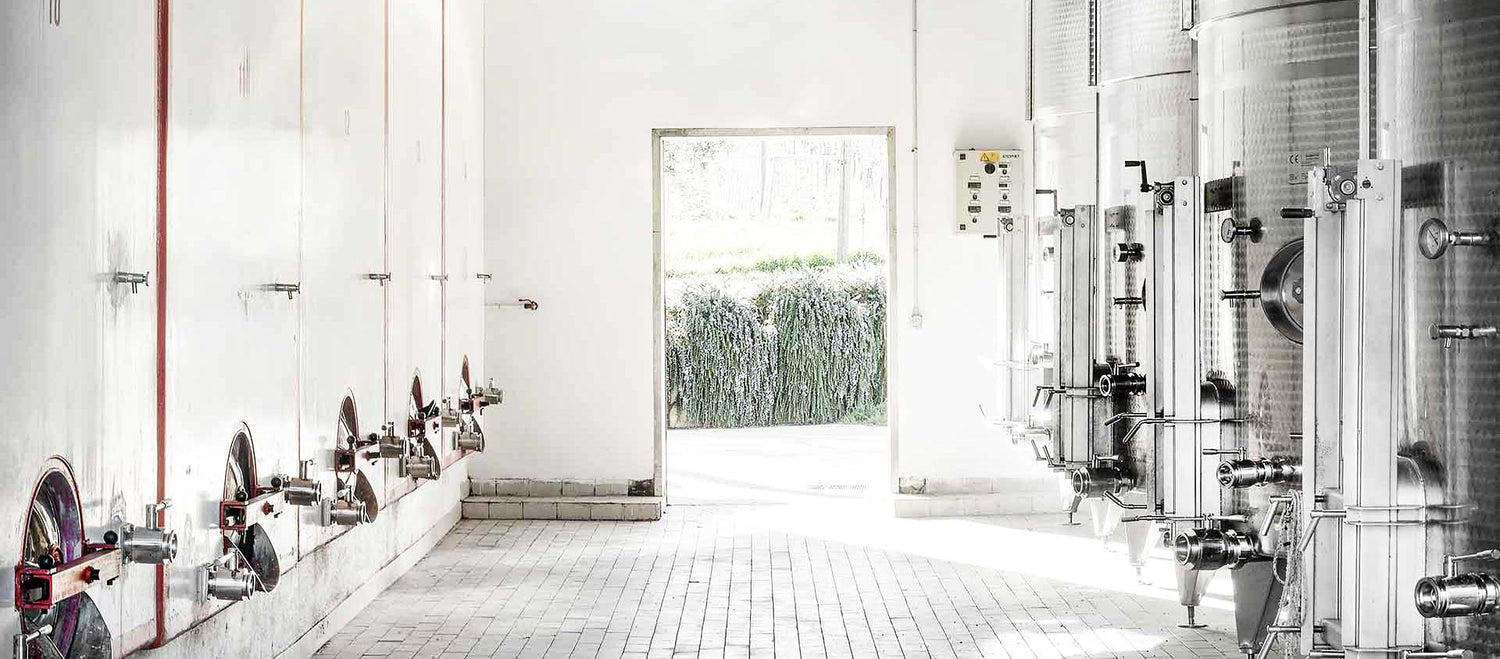 Montepulciano Rebsorte aus den Abruzzen