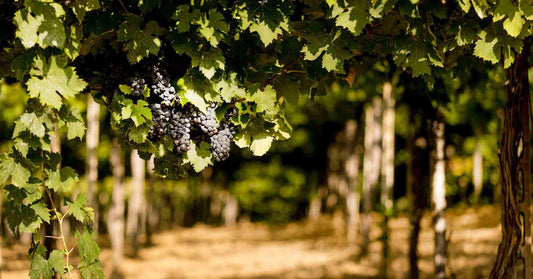 Die Region Abruzzen und ihre Weine