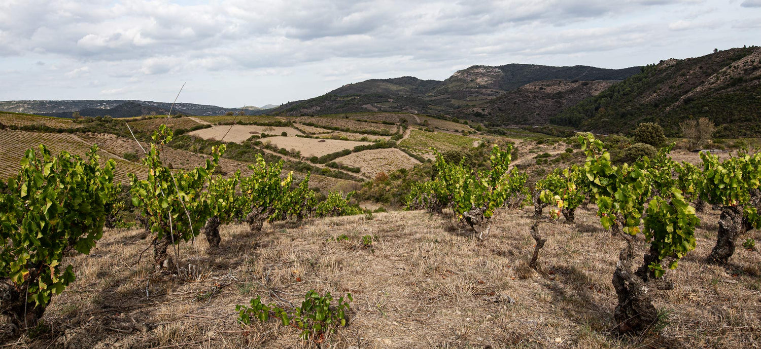 Die verschiedenen Weine im Corbières