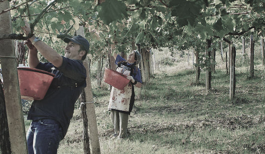 Tenuta Teatina - Trebbiano und Montepulciano aus den Abruzzen