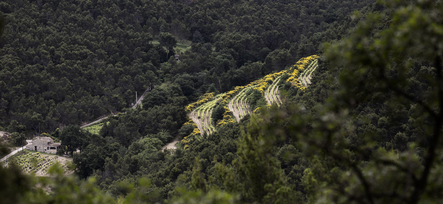 Grenache: der richtige Boden für große Weine