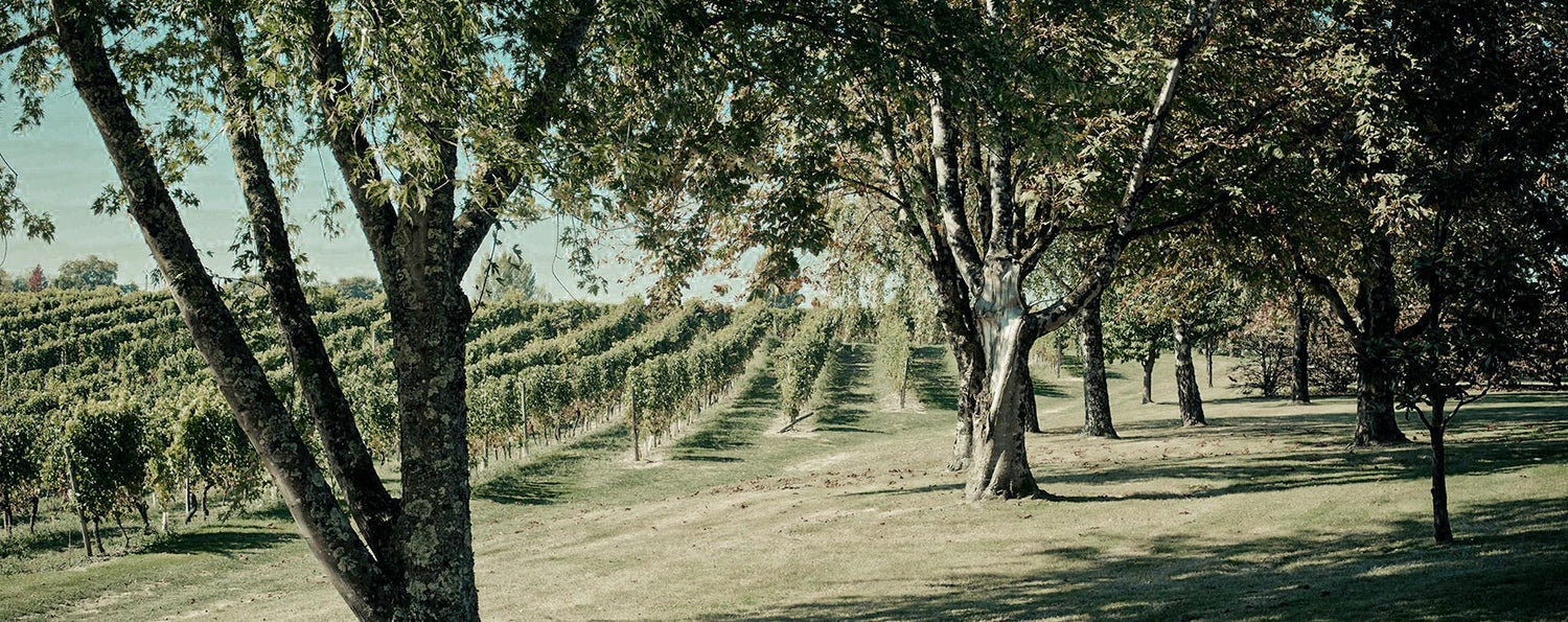 Thiole | Aromen im Weißwein