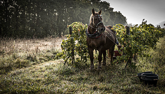 Weine aus dem Südwesten Frankreichs