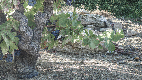 Rotwein aus dem Roussillon