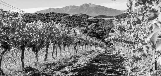 Rotwein aus dem Languedoc