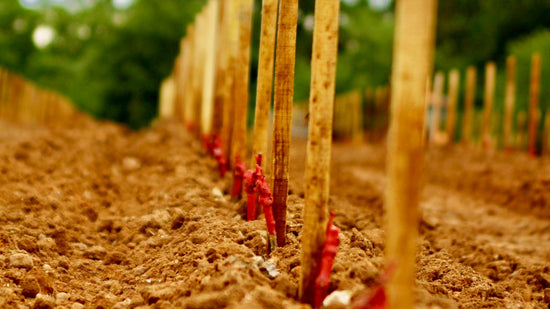 Warum jeder Wein klassifiziert wird, obwohl die Abkürzungen kaum jemand versteht
