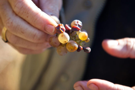 Sancerre und Menetou Salon