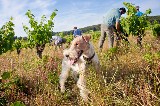 Monoterpene: Essenz des Weinaromas