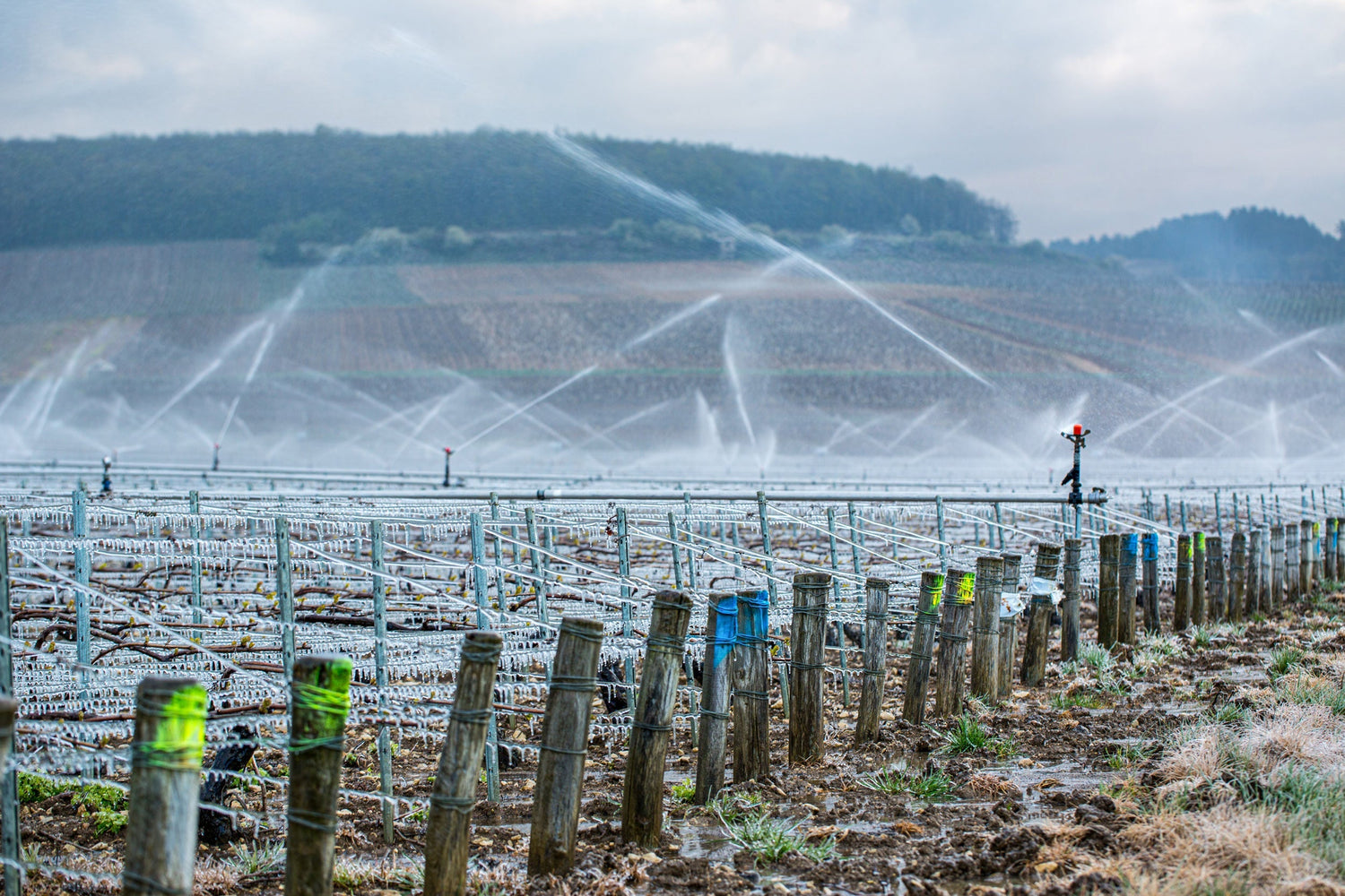Chablis. Der Chardonnay aus der Kälte