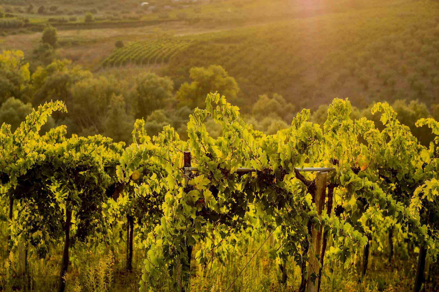 Monferrato