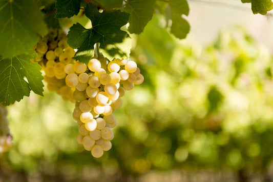 Pecorino Weißwein - die Rebsorte aus den Abruzzen