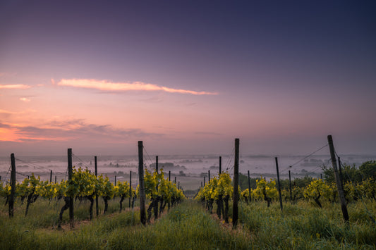 Botrytis