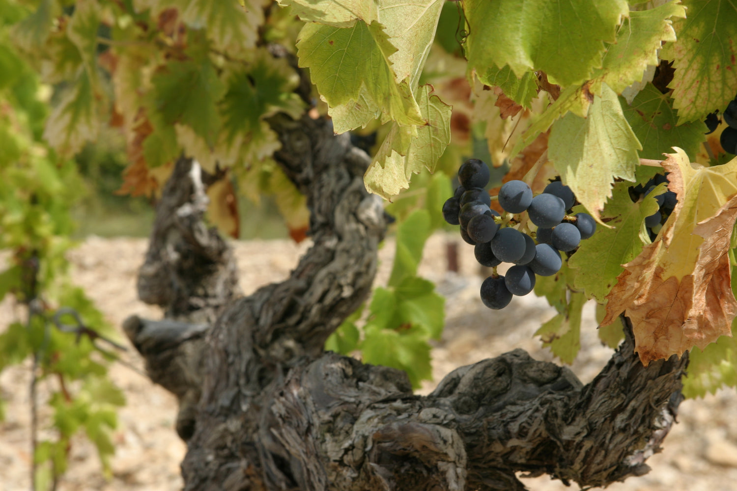 Grenache