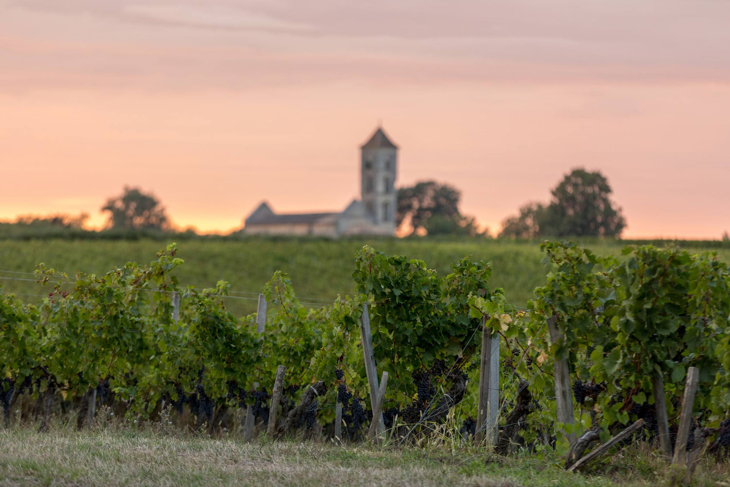 Médoc - die Linsen unterm Kies