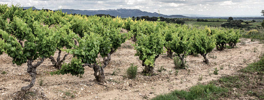 Grenache Blanc
