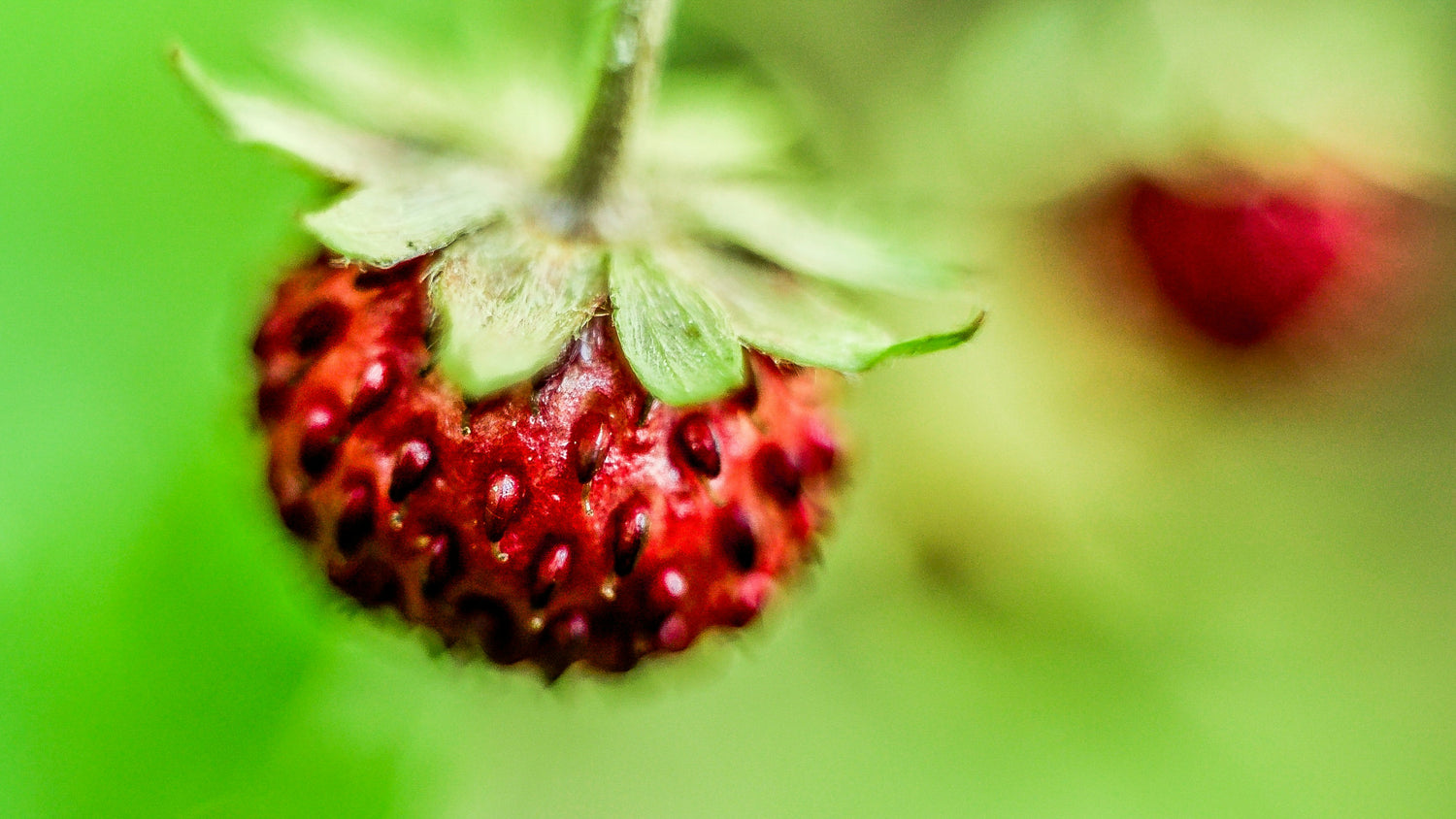 Fruktose