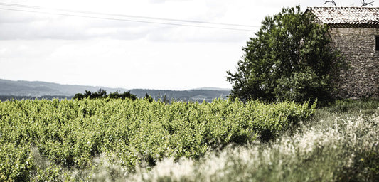Weinberg | Lage, Boden, Bearbeitung - der Weg zum Wein