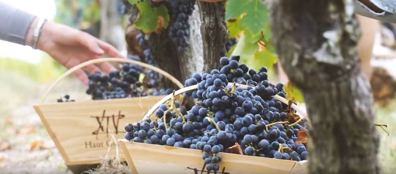 Bordelais oder Bordeaux - die guten Weine