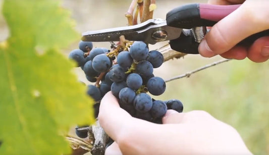 Die Weine des Bordelais, der Region um Bordeaux