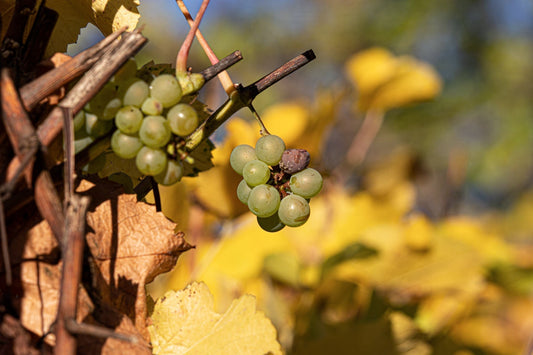 Sauvignon Blanc