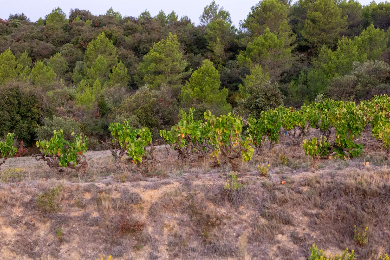 Vermentino