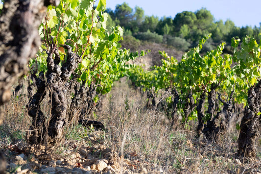 Carignan - etwas genauer erläutert