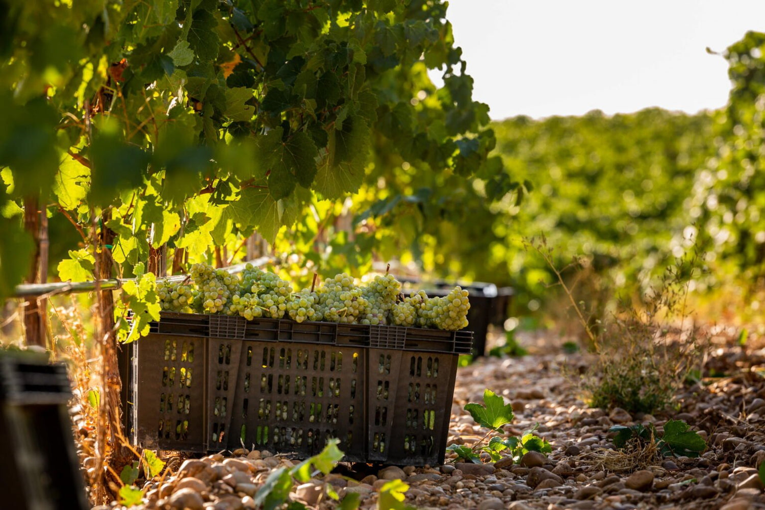 Godello