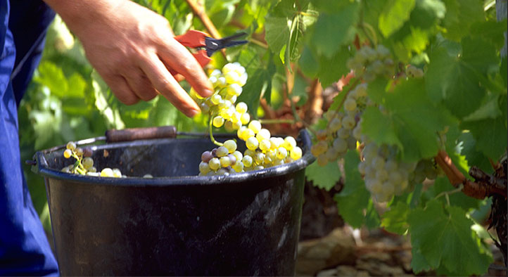 Lese der Trauben im Weinberg