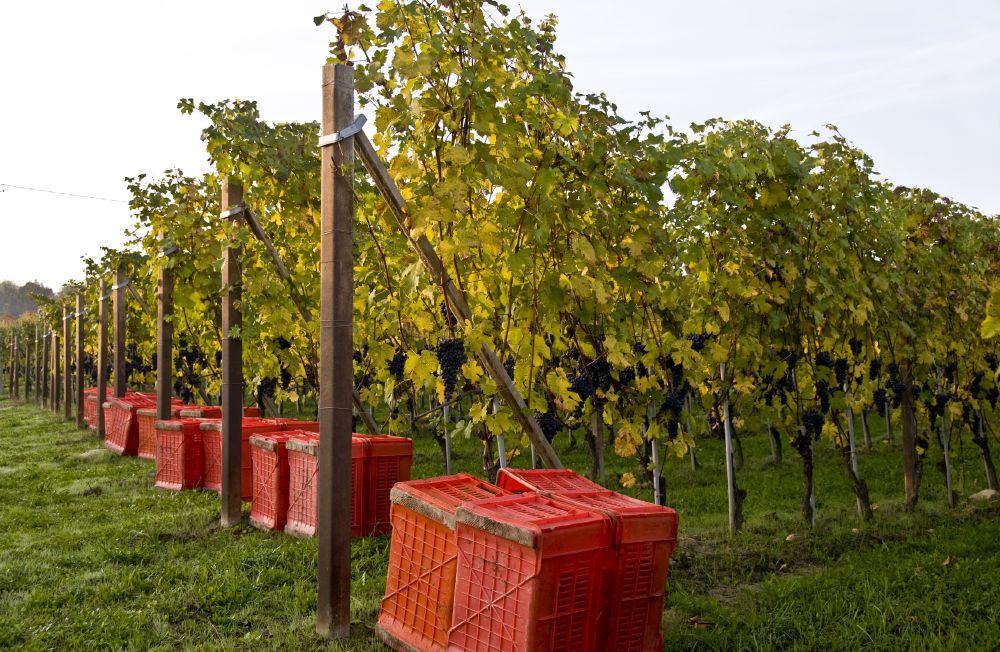 Barbera d'Alba