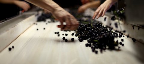 Domaine Pellé