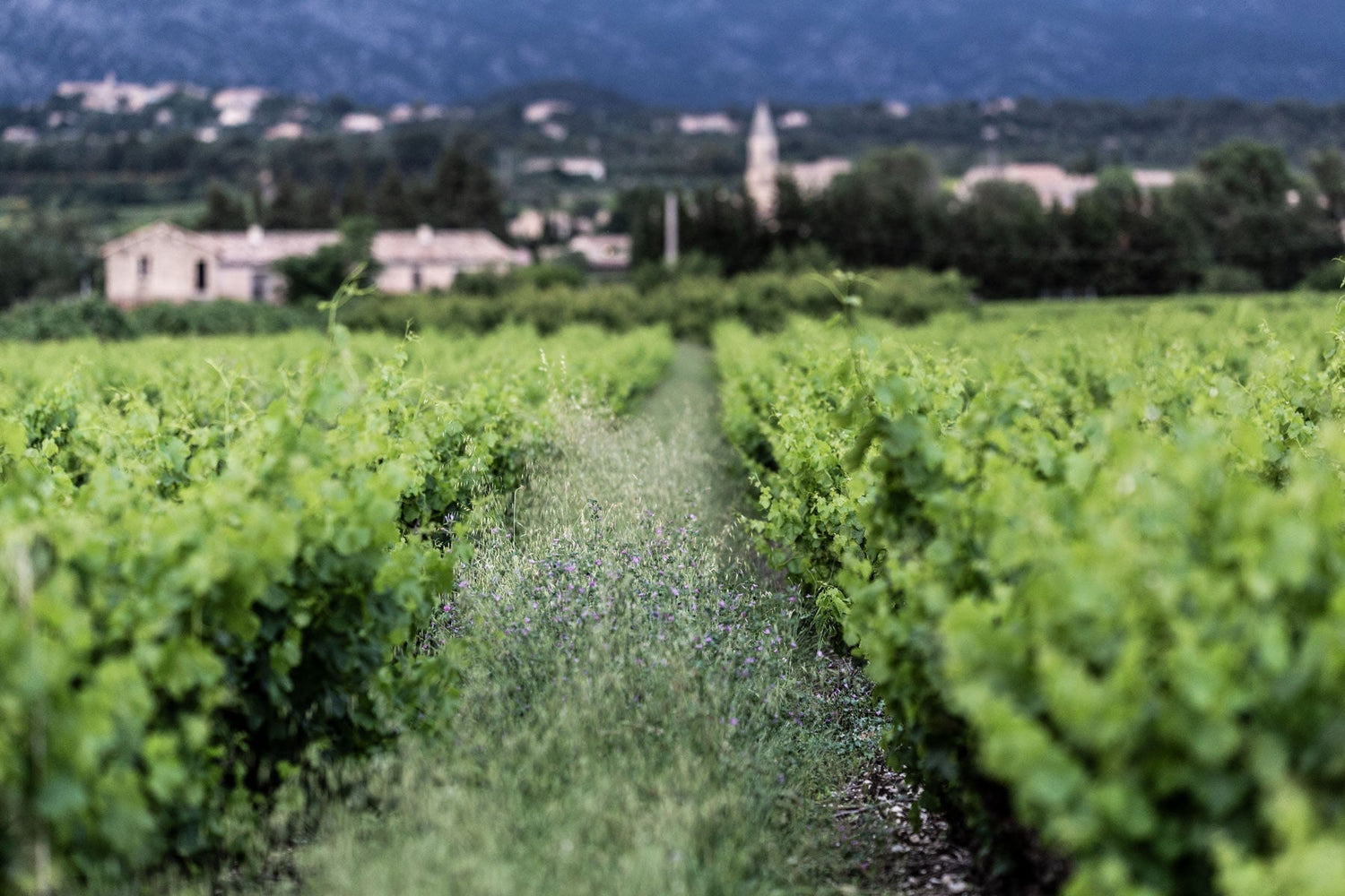 Die wichtigsten Rotwein-Cuvées Südfrankreichs