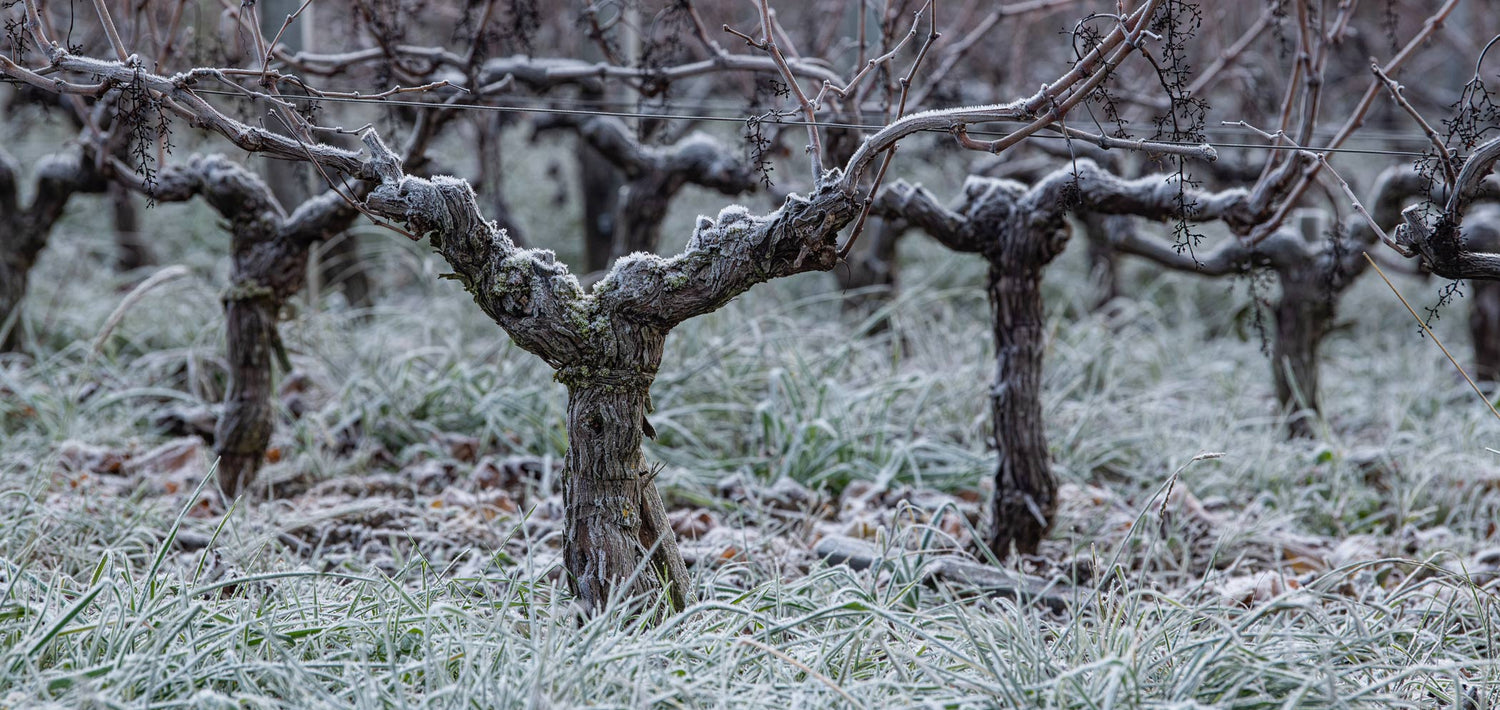 Frontonnais Wein der markanten Negrette Rebsorte