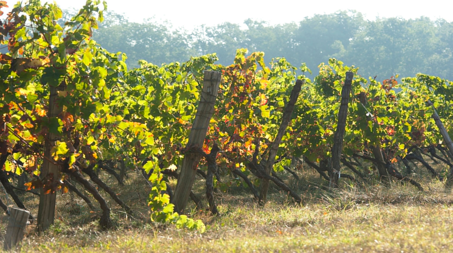 Malbec Weine aus dem Cahors.