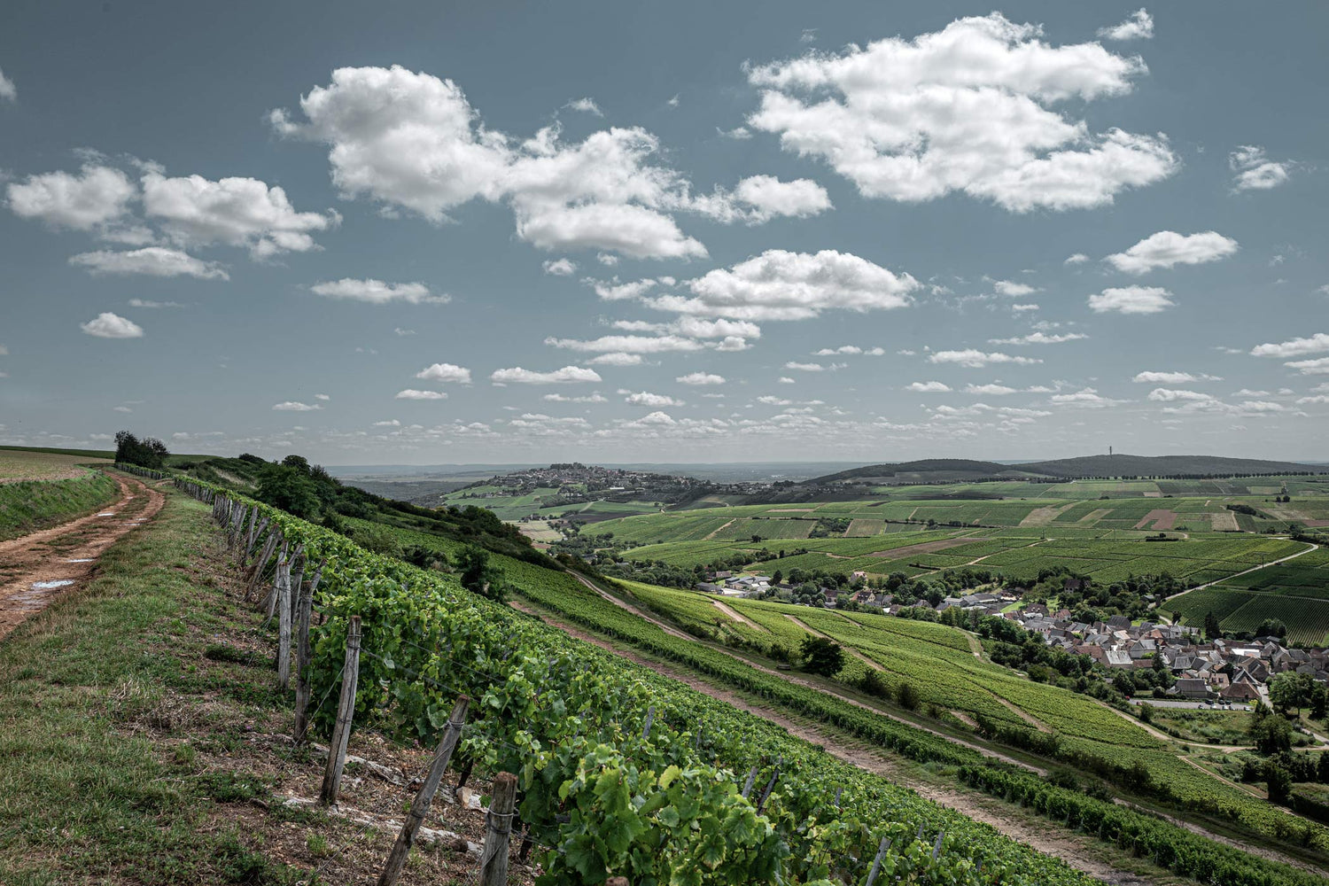 Terroir im Weinberg - die Basis guter Weine