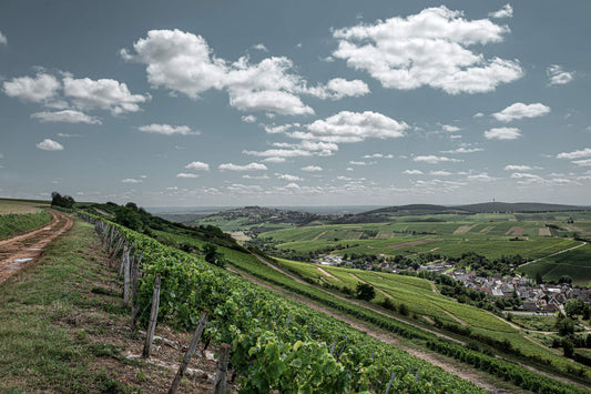 Terroir im Weinberg - die Basis guter Weine
