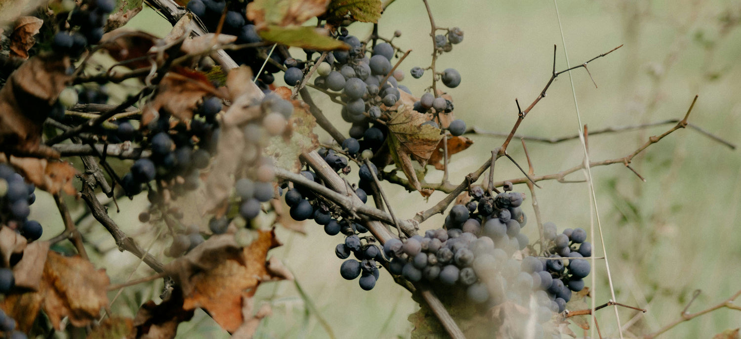 Die Schale der Beeren und ihr Beitrag zum Wein