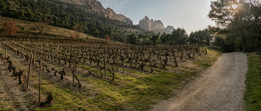 Saint Chinian Weine aus interessantem Terroir