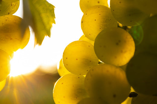 Thiole im Wein. Entstehung und Aromen