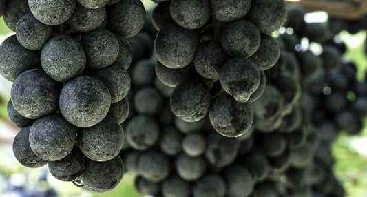 Die Beeren der Trauben