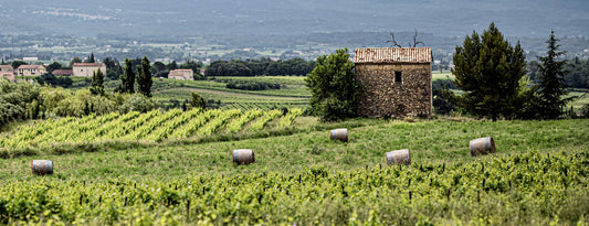 Grenache Noir