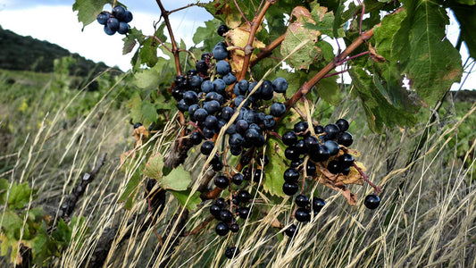 Rotweine aus dem Roussillon