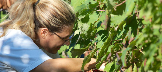 Die Weine von Nadia Curto
