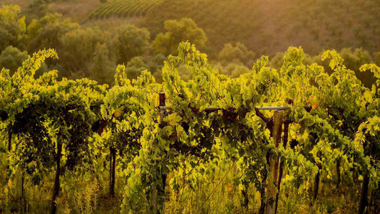 Trebbiano aus den Abruzzen
