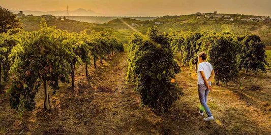 Montepucliano Rotwein aus den Abruzzen