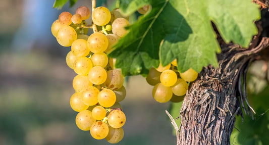 Die Champagner von Lionel Girard