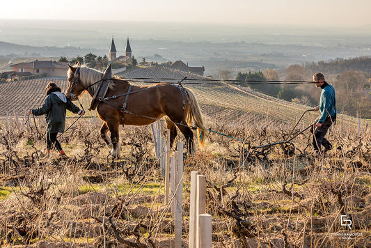 Die Weine der Familie Renard in Morgon im Beaujolais