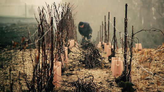 Die Crémant von Bruno Dangin aus dem Burgund