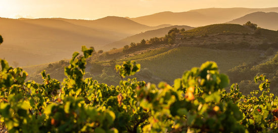 Spannende Region im Languedoc