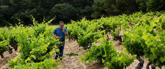 Grenache Gris